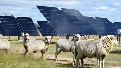 Farming Under Solar Panels in Australia